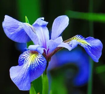 Iris cams