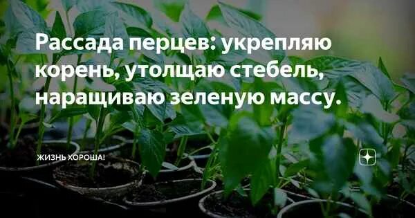 Удобрение для рассады томатов для утолщения стебля. Как укрепить рассаду перца. Как укрепить рассаду перцев. Чем подпереть рассаду. Подкормка для наращивания зеленой массы перца.