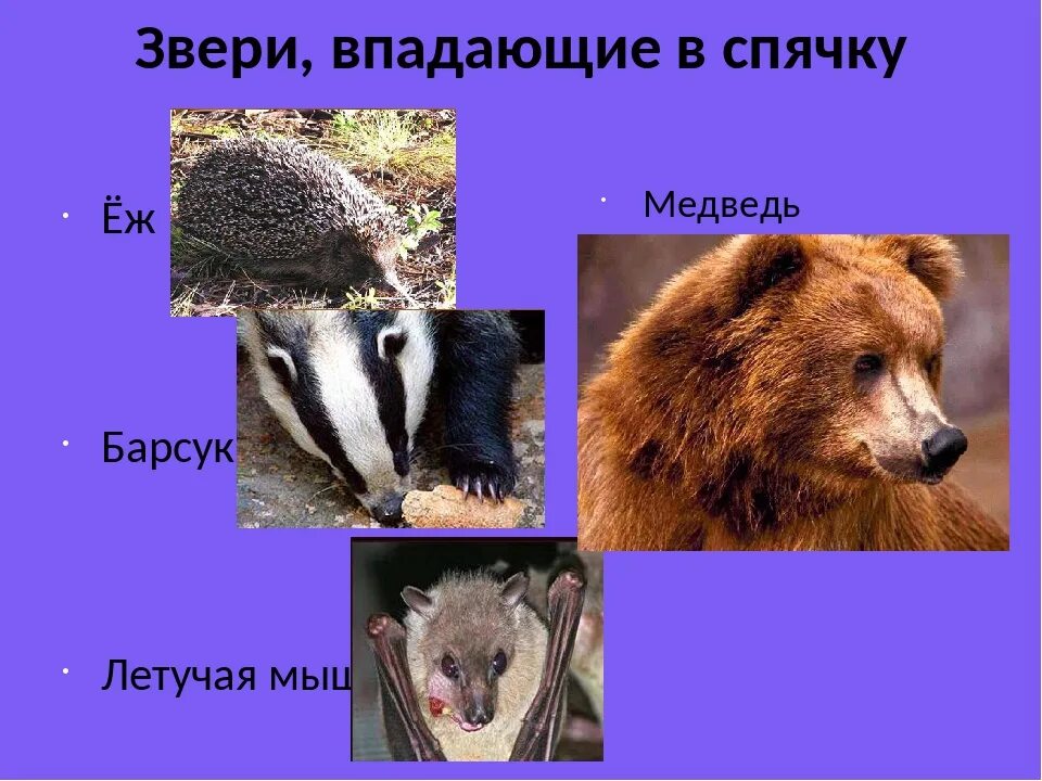 Небольшие животное впадающее в спячку зимой. Животные которые впадают в спячку. животные впадающие в зимнюю спячку. звери которые впадают в спячку. какие животные впадают в спячку на зиму.