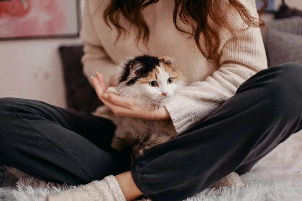 Дом для котика. Много кошек. Кот в кукольном домике. Кошачий приют. Люди в окружении кошек.