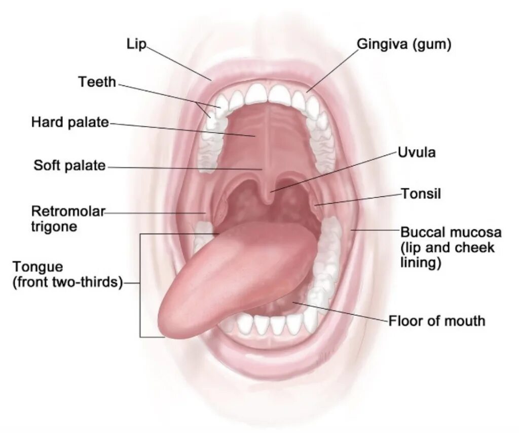 Миндалины полости рта анатомия. Ротовая полость (органы, строение стенок). Анатомическое строение ротовой полости. Строение ротовой полости миндалины. Где находится десна