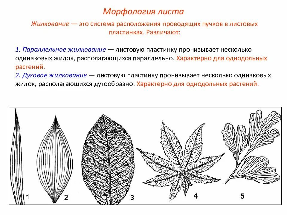Жилкование листьев обычно у однодольных. Пальчатое жилкование. жилкование листьев каштана. перистое жилкование листа. жилкование листа герани.