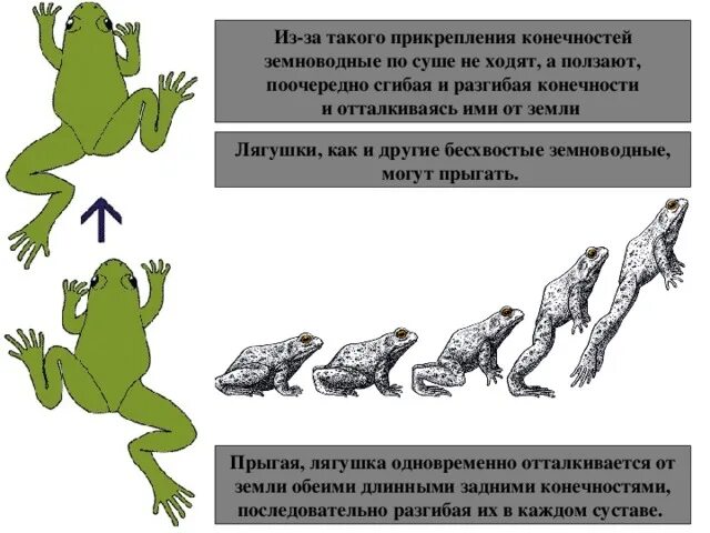 Пятипалые конечности у земноводных. Рычажные конечности у земноводных. Расположение конечностей у амфибий. Строение конечностей лягушки. Появление в процессе эволюции пятипалых конечностей