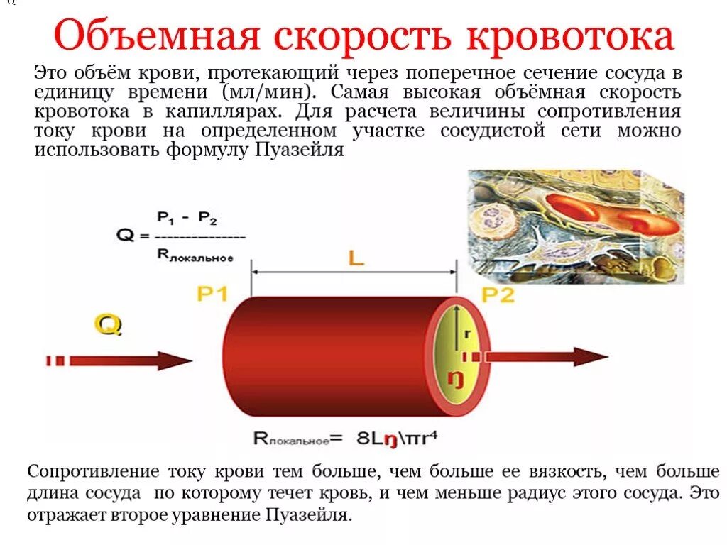 Известно что протекающая через. Суммарное поперечное сечение сосудов. Поперечное сечение кровеносных сосудов. Поперечное сечение сосудов физиология. Суммарная площадь поперечного сечения кровеносных сосудов.