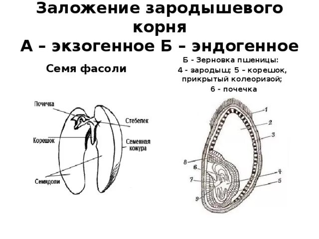 Почечка корень. Строение семени фасоли и зерновки пшеницы. Зародышевая почечка семени фасоли. Зародышевая почечка у фасоли. Строение зародыша пшеницы.