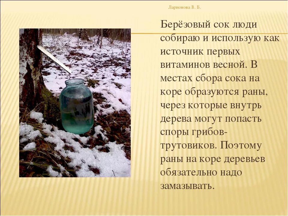 Сообщение о березовом соке 6 класс биология. Сообщение про березовый сок. доклад про берёзовый сок. берёзовый сок полезен. доклад о пользе березового сока.