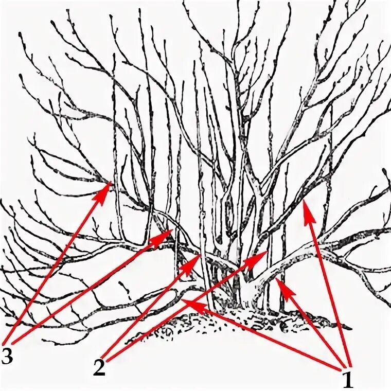 Обрезка крыжовника весной для начинающих в картинках. Схема обрезки крыжовника. Схема обрезки крыжовника весной. Прореженный куст крыжовника. Схема обрезки крыжовника осенью.