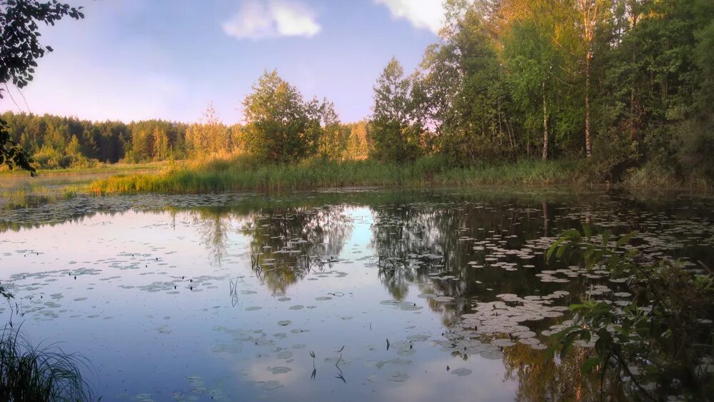 Пруд в сокольниках. Усадьба поседкино. Погода в прудах сегодня. Озеро текун. Сова на прудах спб.