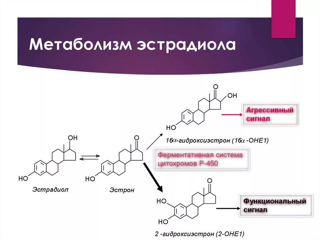 Эстрадиол это эстроген. Метаболизм эстрадиола. Схема синтеза половых гормонов. Схема метаболизма половых гормонов. Метаболизм эстрогенов схема.