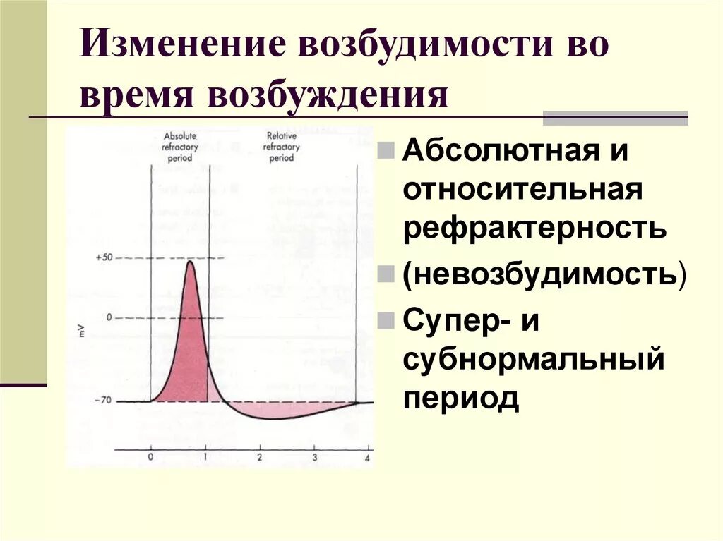 Фазы изменения возбудимости мышцы. Фазы изменения возбудимости мышцы