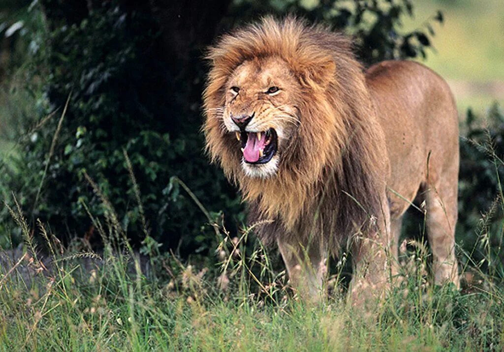 Лев год рождения. 1983 год лев. Год льва в зодиаке. Лев и бык 1983. Лев и бык мультфильм 1983.