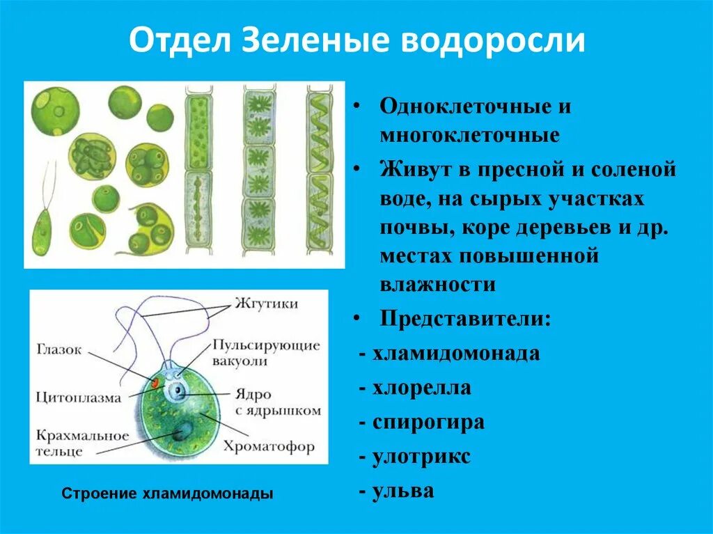 Контрольная водоросли. Chlorophyta отдел зелёные водоросли. Отдел зеленые многоклеточные водоросли 6 класс. Отдел зеленые водоросли одноклеточные. Одноклеточные зеленые водоросли представители.