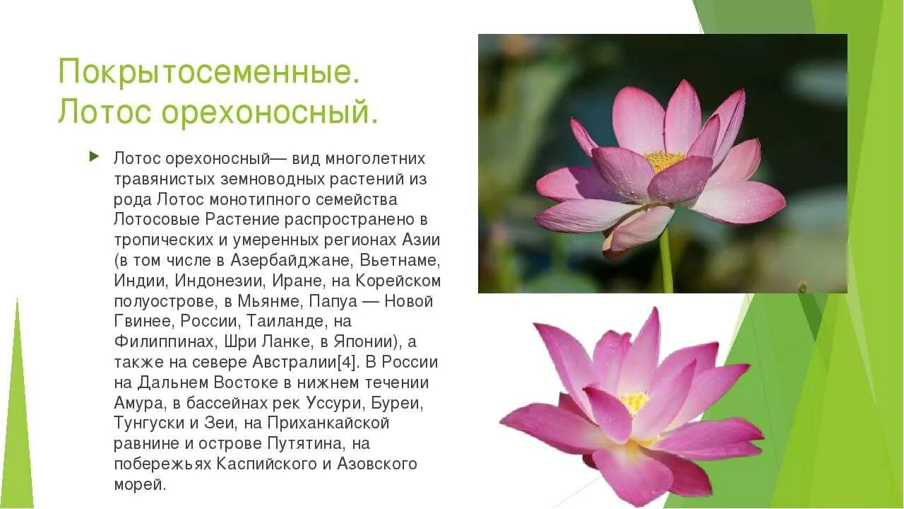 Цветок кратко: найдено 86 изображений