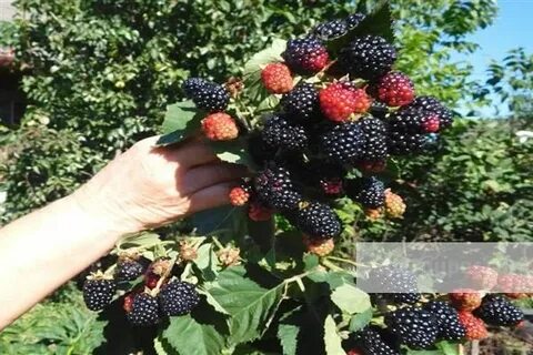 Ежевика джем описание