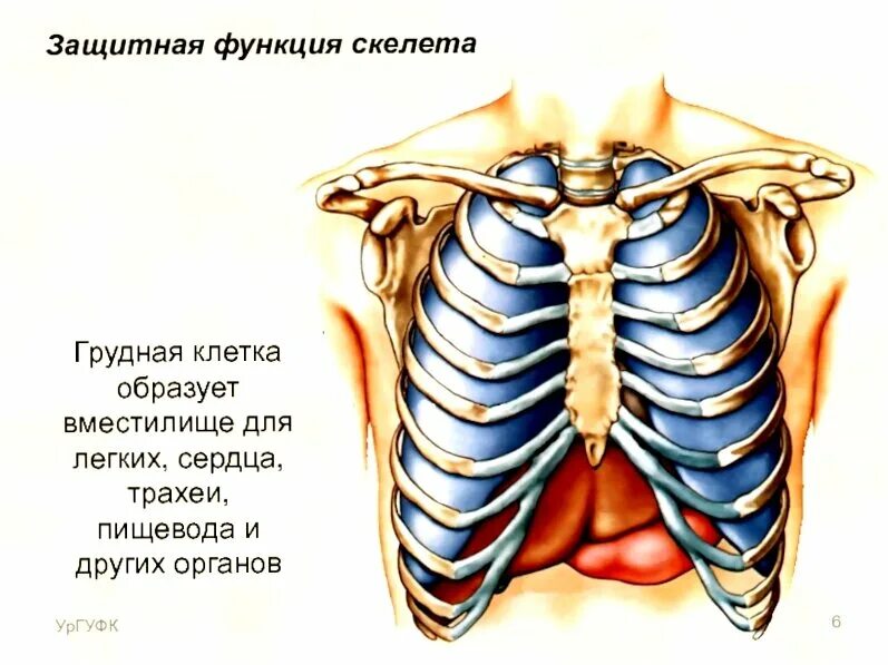 Колеблющиеся ребра. Диафрагма и грудная клетка анатомия. Грудная клетка человека строение анатомия с органами. Ребра человека. Расположение лёгких в грудной клетке.