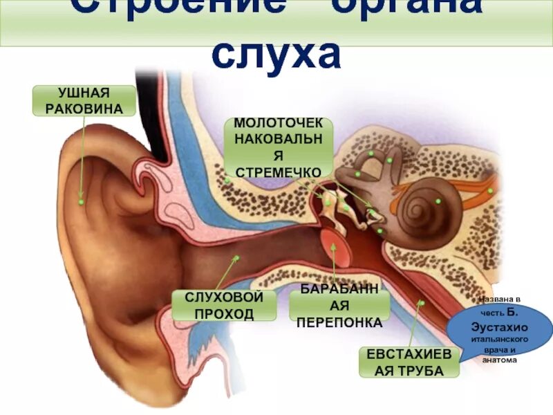 Орган слуха строение уха. Слуховой анализатор гигиена слухового анализатора. ухо орган слуха 4 класс. строение органа слуха 8 класс биология. гигиена зрительного и слухового анализаторов.