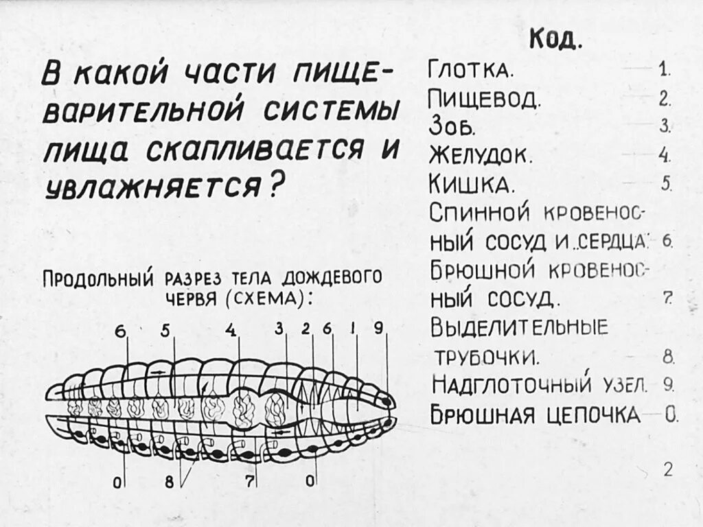 Лабораторная работа строение дождевого червя. Внешнее строение передней части тела дождевого червя. лабораторная работа изучение внешнего строения дождевого червя. внутреннее строение дождевого червя вывод. спинная и брюшная части червя.