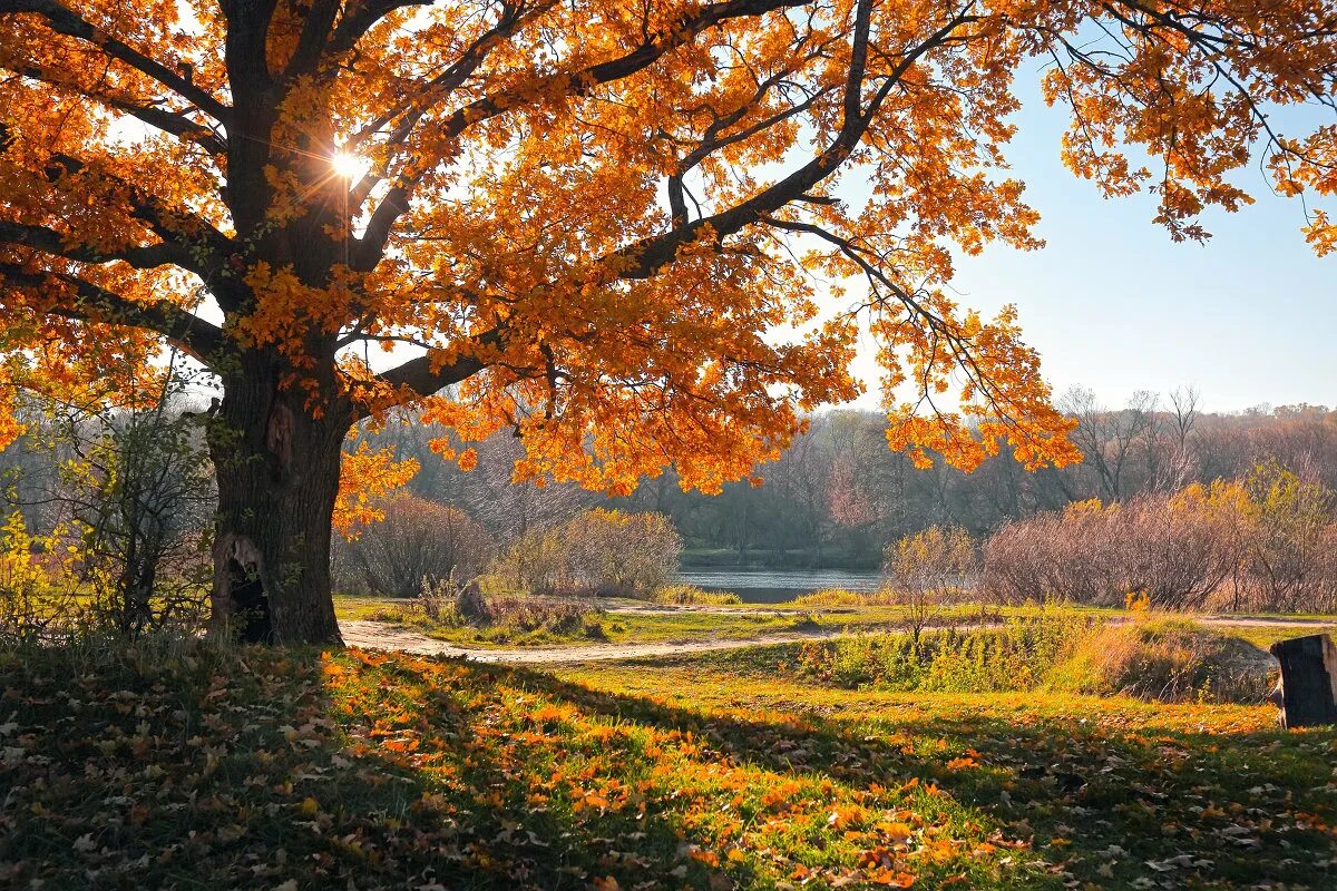 осень в воронеже. осенняя картина для детей. осенний листопад. 1 была осень. встречи часть 1 осень.