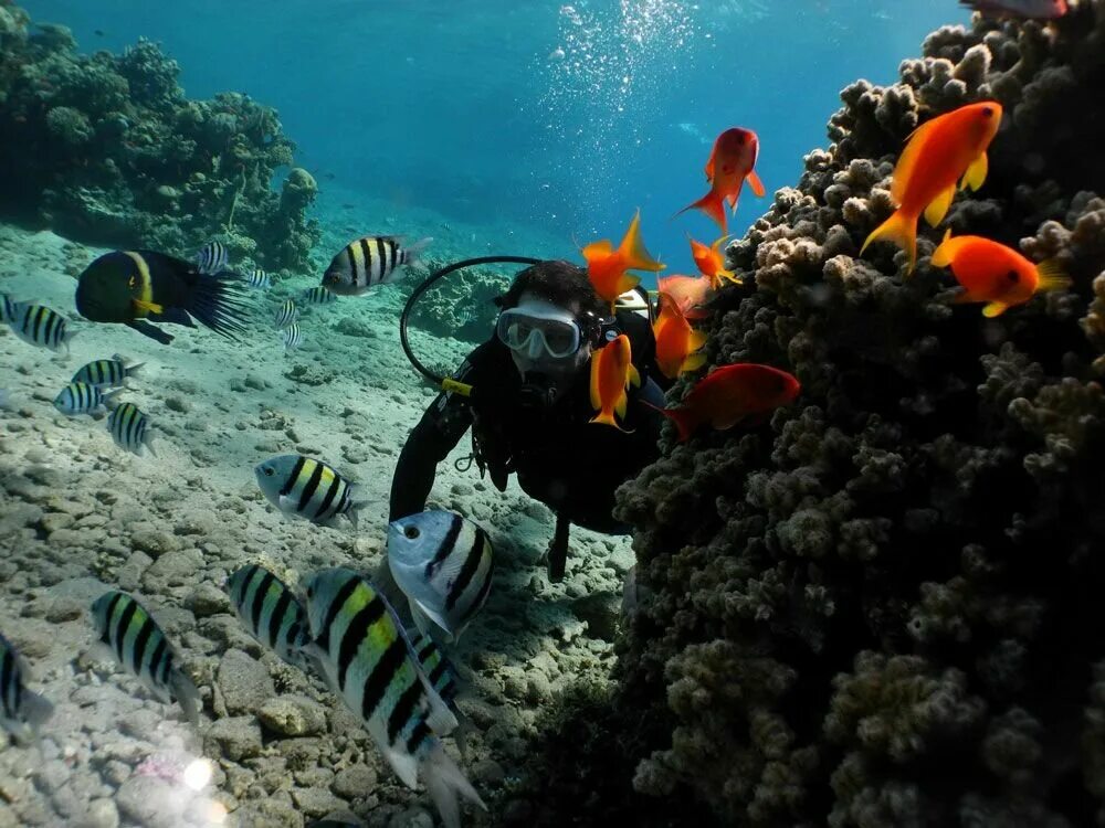 Sea dive. Райский риф Эйлат. Эйлат коралловый риф. Коралловый риф в Шарм Эль Шейхе. Красное море акваланг.