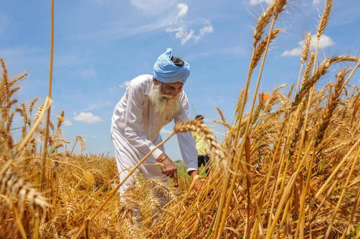 Сельское хозяйство Ирана. Сельское хозяйство Пакистана. Сельское хозяйство Пакистана рис. Индия пшеница.