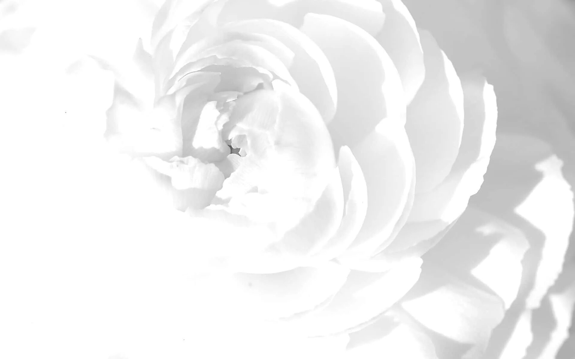 Nawak White Flowers Wallpaper by Pierre-Lagarde White flower wallpaper, White fl