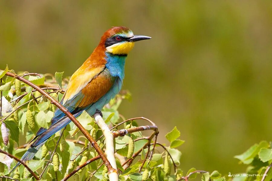 певчие птицы урала перелетные. птицы юга. птицы юга. щурка пчелоедка. зарянка свиристель варакушка лазоревка.