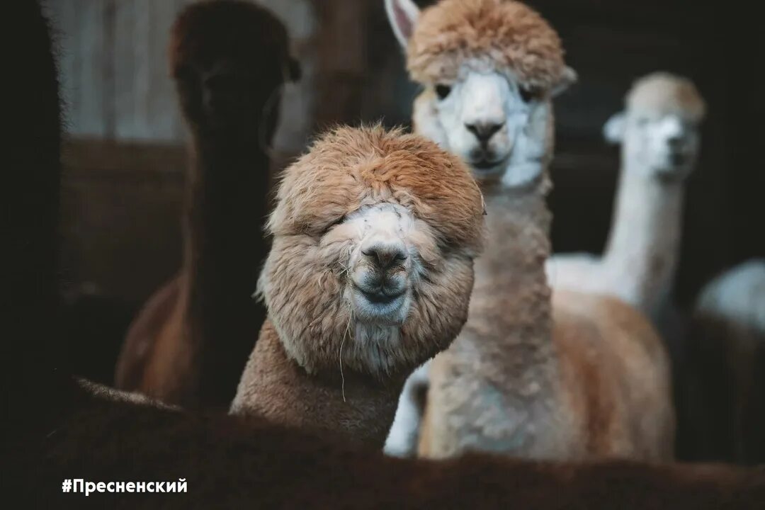 Альпака парк архыз. Лама мимими. Ферма альпак архыз. Альпака парк дмитровский. Ферма лам и альпак в подмосковье.