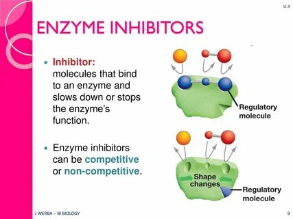 Enzym