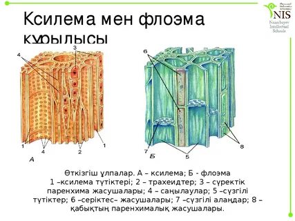 Флоэма определение