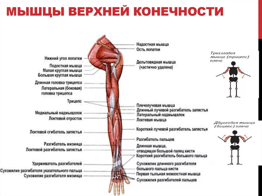 Мышцы приводящие в движение. Мышцы верхних конечностей анатомия функции. Мышцы верхних конечностей мышцы верхней конечности. Мышцы свободной верхней конечности сзади. Мышцы верхней конечности плеча предплечья таблица.