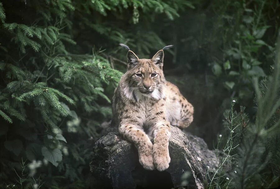 Рысь уссурийской тайги. Рысь лесная. Рысь уссурийской тайги. Lynx issiodorensis. Беловежская пуща рысь.