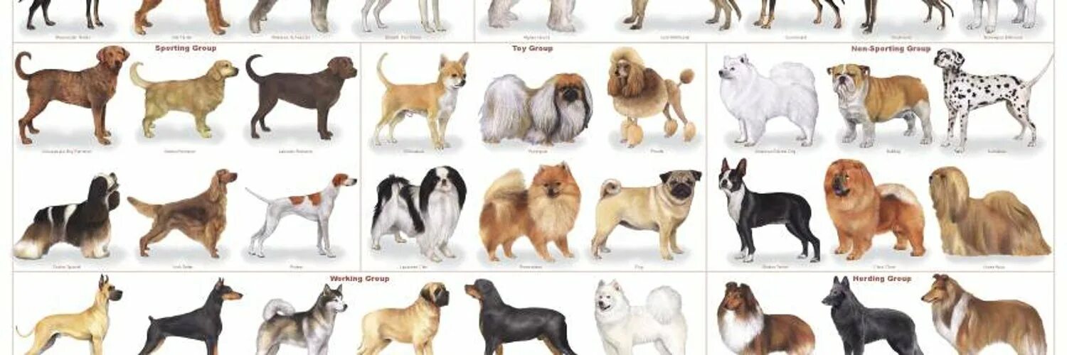 Как называется буква собака. Название собак. Породы собак названия. Средние собаки разных пород. Породы различных пород.
