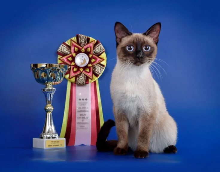 Награды кошек на выставке. Выставка сиамских кошек. Награды на кошачьих выставках. Выставка кошек. Award для кошек купить