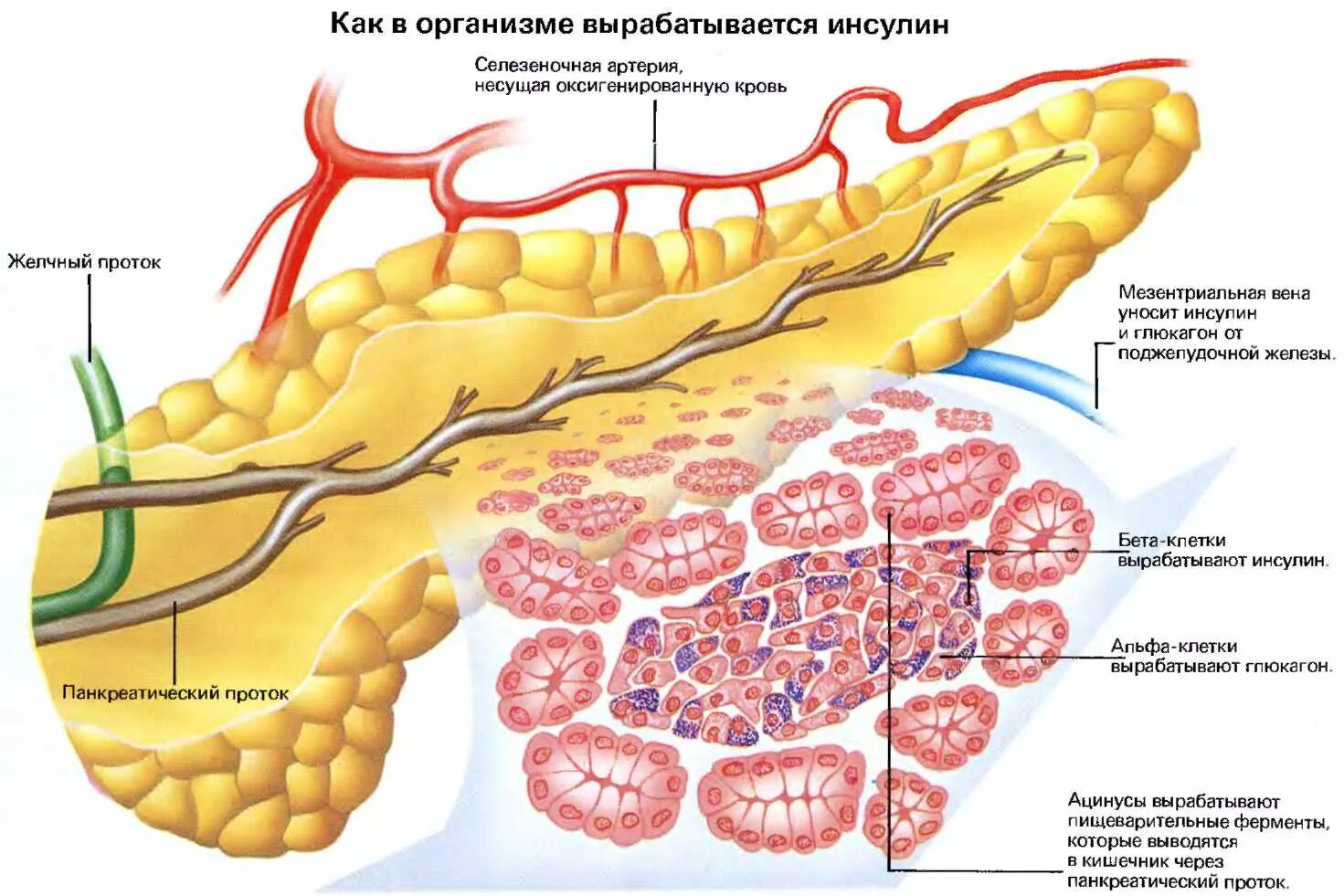 Инсулин синтезируется клетками островков лангерганса. Гормон поджелудочной железы инсулин. Инсулин и поджелудочная железа клетки. Инсулин в поджелудочной железе вырабатывают. Клетки поджелудочной железы вырабатывающие инсулин.