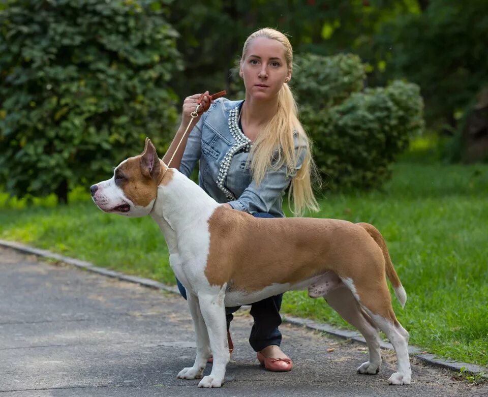 Фотосессия со стаффордом девушка. Девушка с питбулем. Стаффордширский терьер ркф. Фотосессия с питбулем. Девушка стаффа.