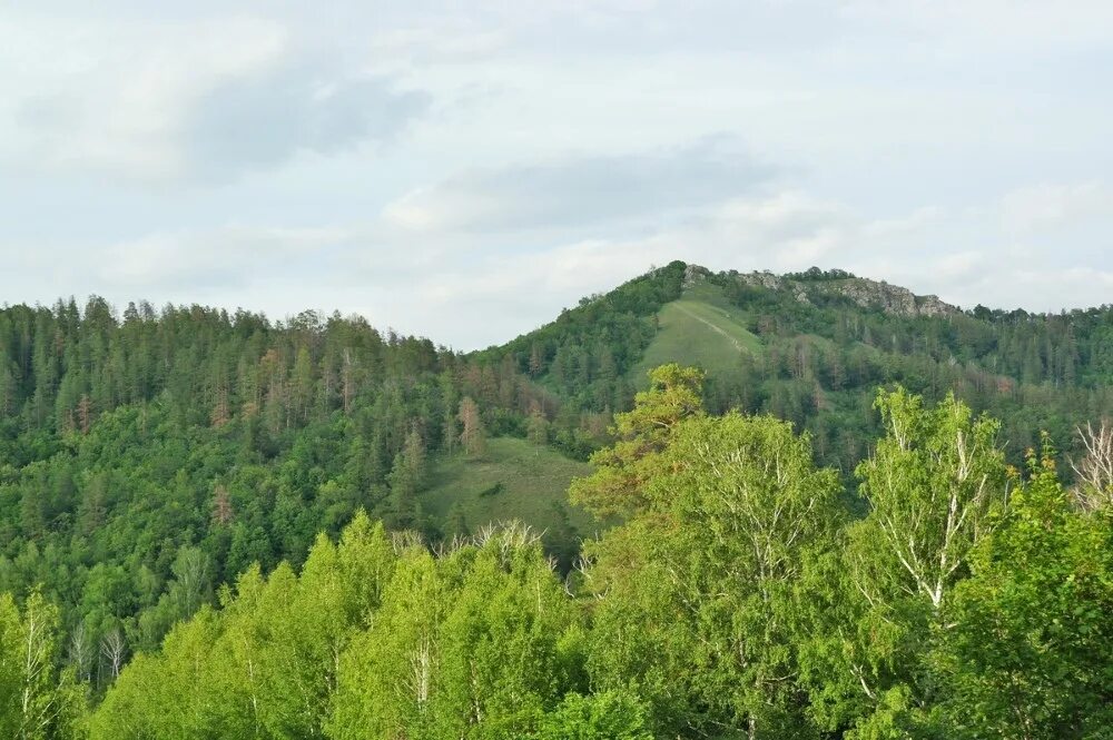 Гора лесная 23