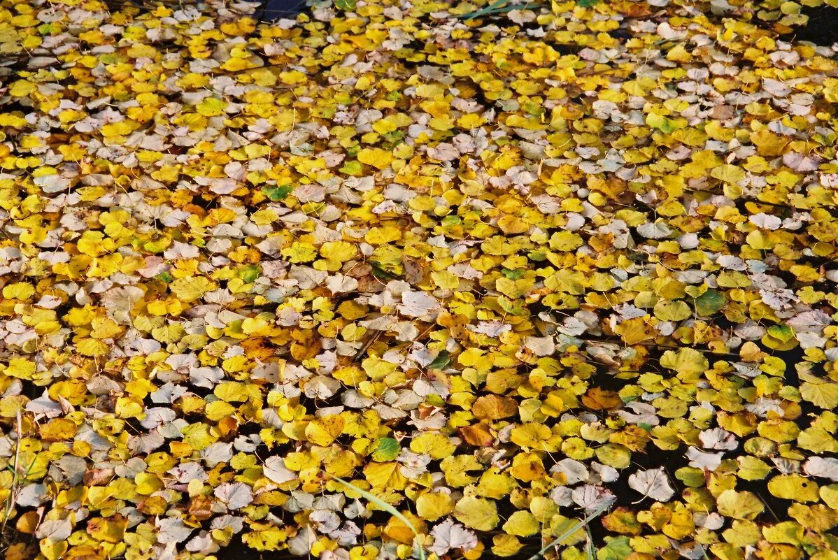 Осени пестрый ковер. Ковер из листьев какой. Ковер из листьев. Ковер из осенней листвы. Ковер из листьев какой.