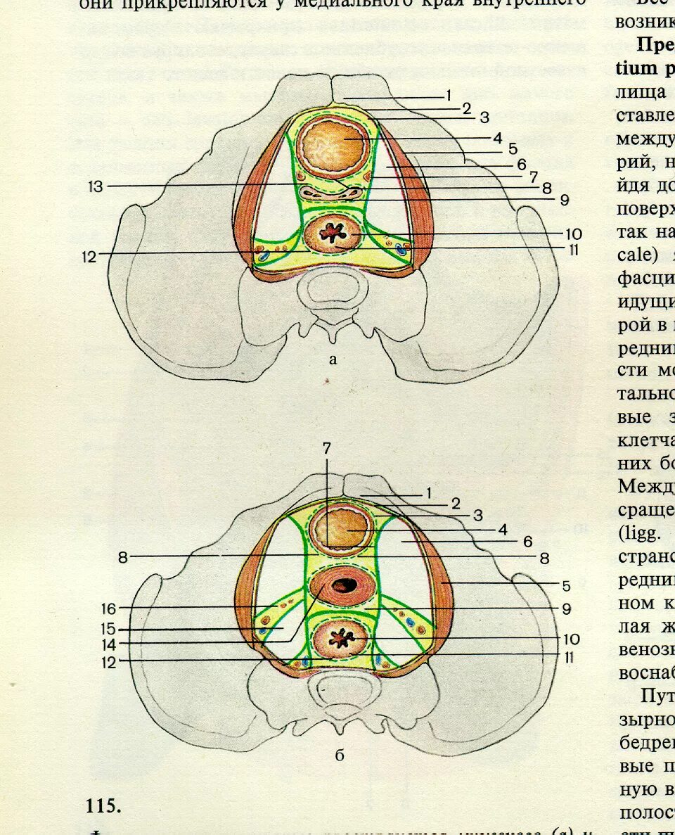 Фасции мочеполовой диафрагмы. Клетчаточное пространство таза топографическая анатомия. Схема клетчаточных пространств таза. Фасции и клетчаточные пространства таза топографическая анатомия. Клетчаточные пространства малого таза схема.