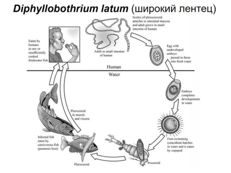 Жизненный цикл широкого лентеца схема. Стадии жизненного цикла широкого лентеца. Широкий лентец жизненный цикл. Широкий лентец цикл развития.