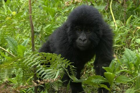 Unidentified Gorilla (181091259).jpg. w:en:Creative Commons. 