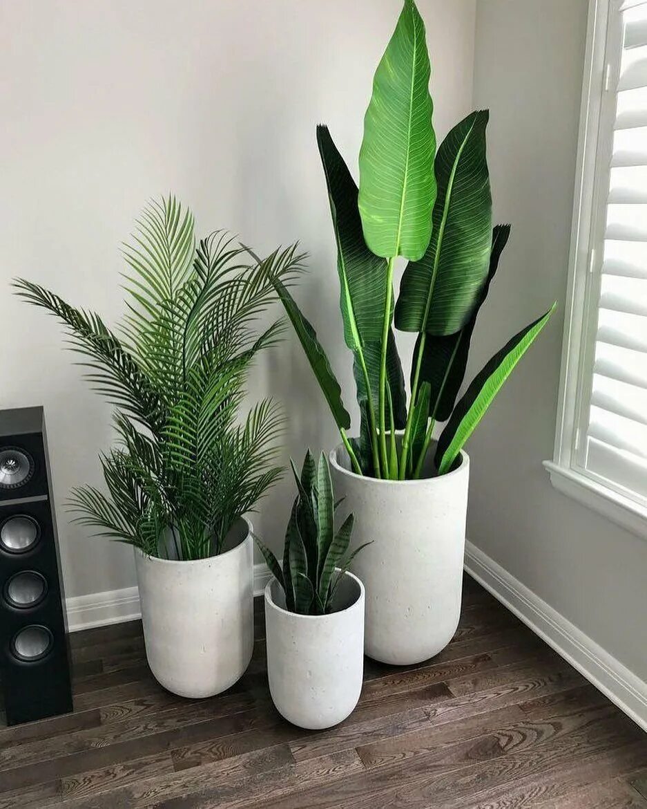 Спатифиллум уоллиса (spathiphyllum wallisii). Замиокулькас, сансевьера. Калатеи теневыносливые. Неприхотливые комнатные цветы. Тенелюбивые висячие комнатные растения.