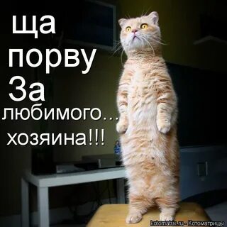 Люблю хозяина