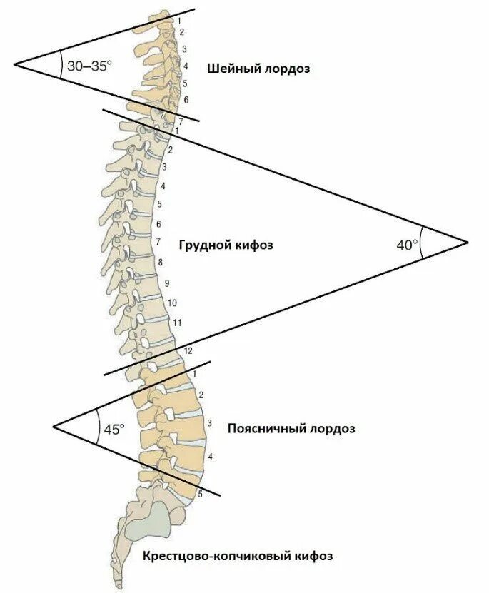 Четыре изгиба позвоночника. Строение позвоночника кифоз. Изгибы позвоночника. 4 Изгиба позвоночника. Позвоночник человека строение лордоз и кифоз.