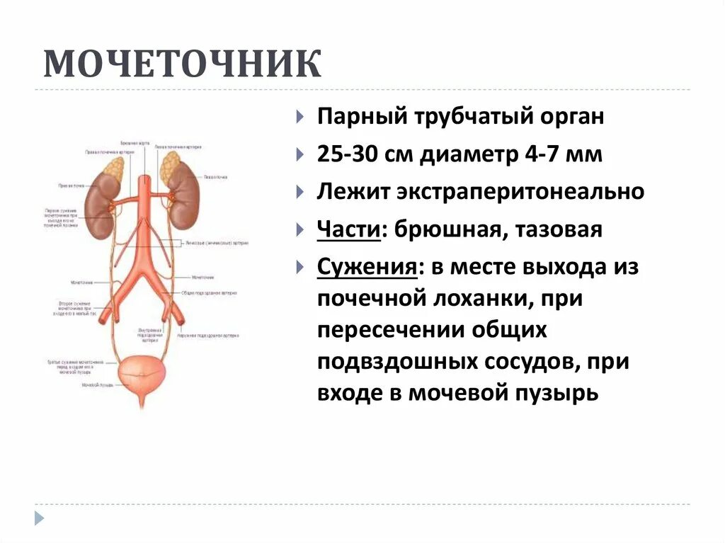 Почки мочеточник мочевой пузырь схема расположения. Мочеточник строение анатомия. Строение и функции мочеточника и мочевого пузыря. Топография брюшной части мочеточника.