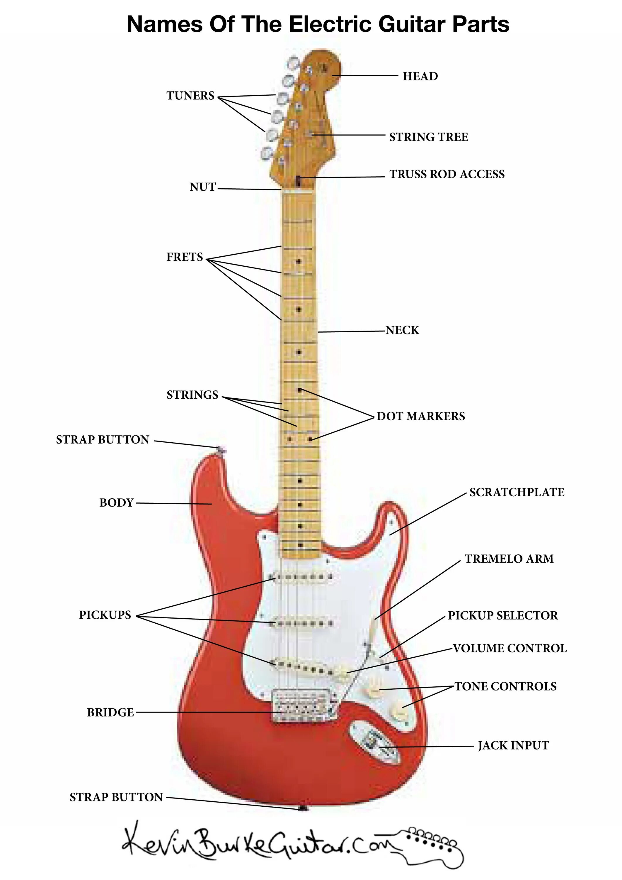 Строение гитары электрогитары. Строение гитары 6-ти струнной электрогитары. Название частей электрогитары. Название деталей гитары.