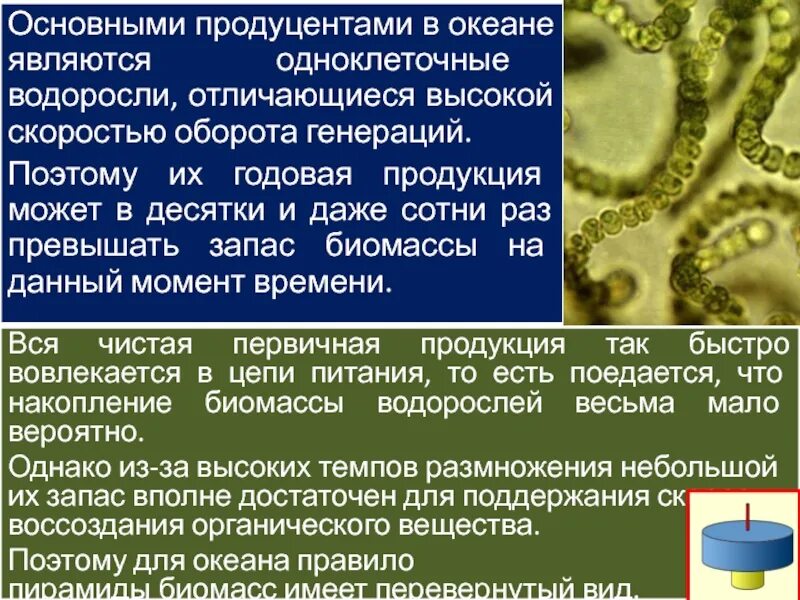Лишайники в экосистеме. Биогеоценоз продуценты консументы редуценты. Водоросли выполняют роль продуцентов в экосистеме. Примеры репродуцентры. Водоросли выполняют роль продуцентов в экосистеме.