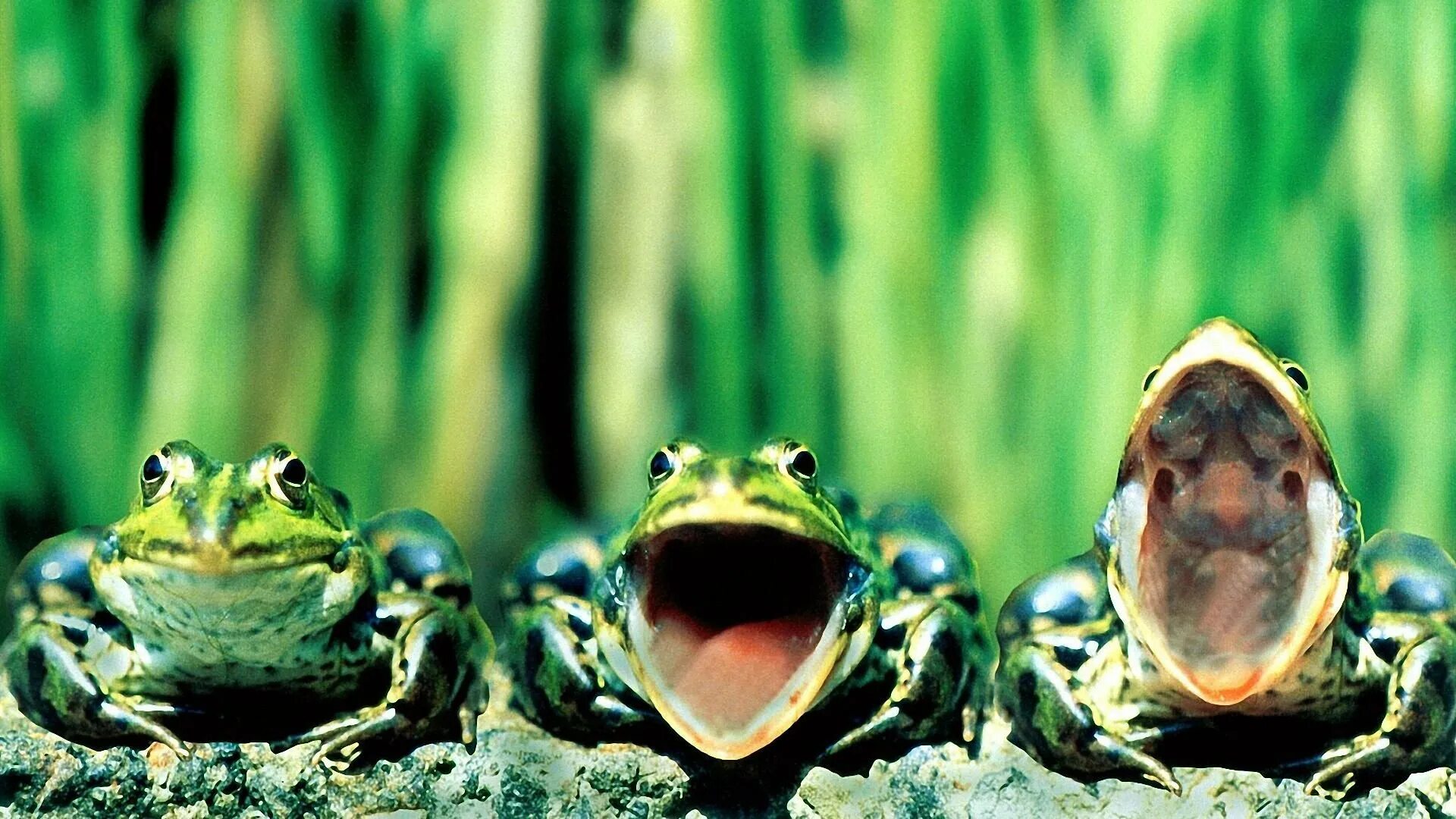Лягушки в соленой воде. Лягушка квакает. Три лягушки. Жаба квакает. Квак и жаб.
