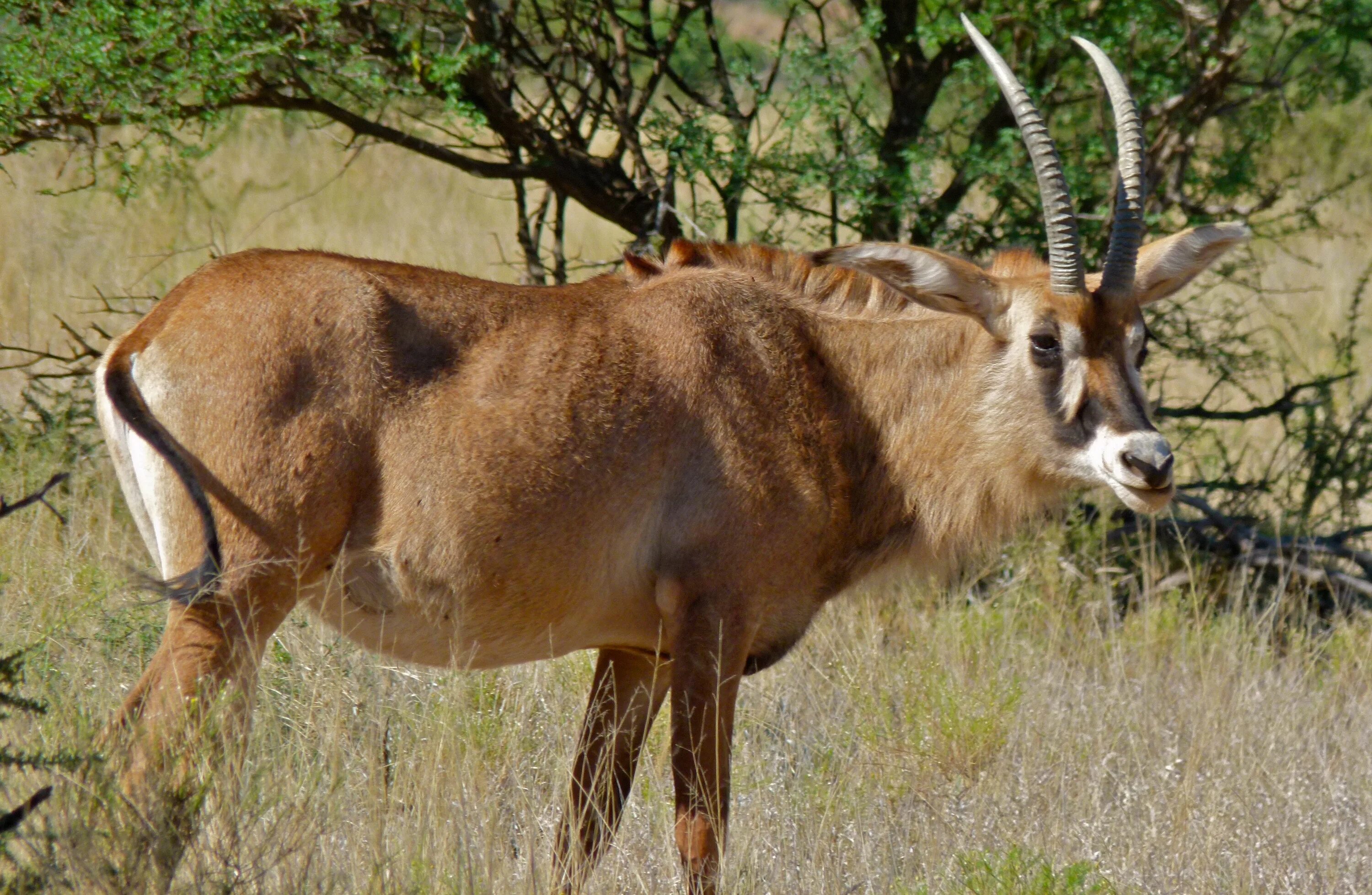 1 отряд парнокопытные. Hippotragus equinus. Антилопа Лошадиная (Hippotragus equinus). Голубая антилопа. Roan Antelope Африка.