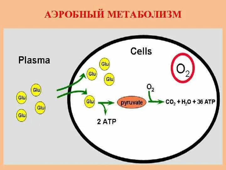 Аэробный тип обмена веществ. Аэробный обмен веществ. Аэробный и анаэробный тип обмена веществ. Аэробный и анаэробный гликолиз. Аэробный обмен веществ.