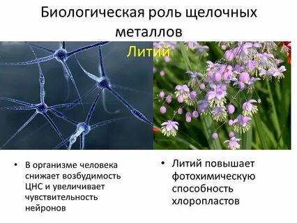 Биологическая роль лития